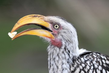 Ground Hornbill Bird with Food