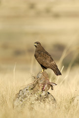 Un ratonero con presa muerta
