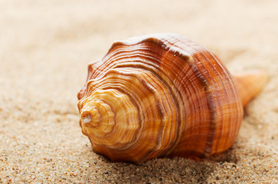 Sea ​​shell lying on the pure yellow sand. Macro.