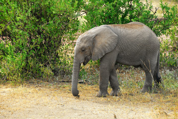 African elephant