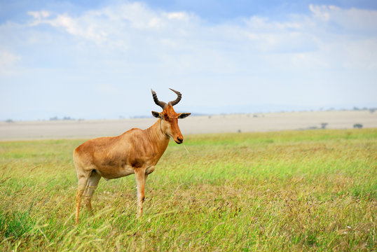 Hartebeest (Alcelaphus buselaphus)