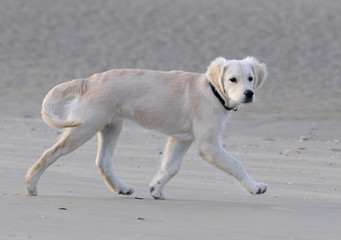 Chiot golden trottant sur la plage