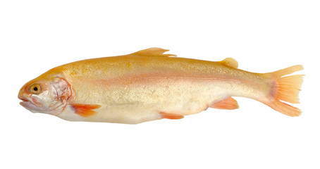 rainbow trout