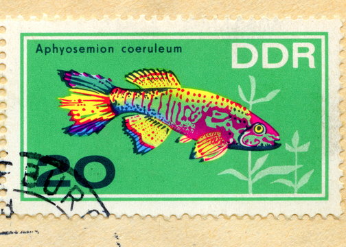 Vintage german stamp "Aphyosemion coeruleus"