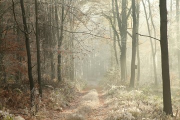 Obraz premium Forest trail among the plants covered with frost