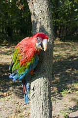 Young red-and-green macaw (Ara chloroptera) © belizar