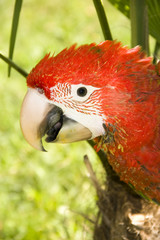 Young red-and-green macaw (Ara chloroptera)