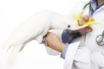 avian vet