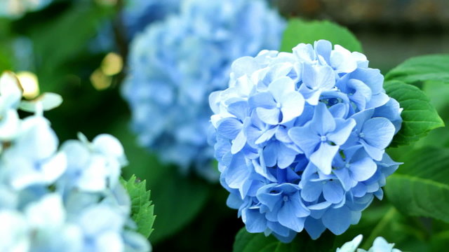 Hydrangea