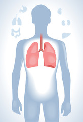 Human lung