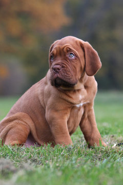 Bordeaux Dogge