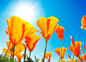 Field of Flowers with Blue Sky, Macro View