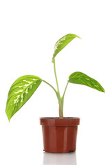beautiful Dieffenbachia in flowerpot isolated on white