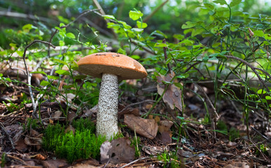 Mushroom in the grass