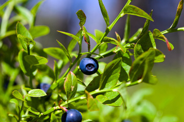 Wild berries on a green vegetative background in wood