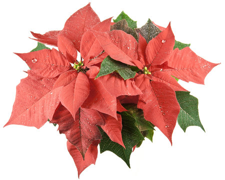 red poinsettia