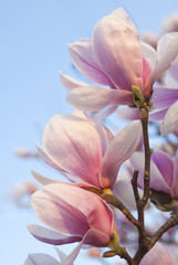 Naklejka premium magnolia flowers on clear blue sky