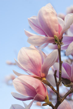 Fototapeta magnolia flowers on clear blue sky