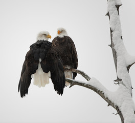 Bald Eagle pair
