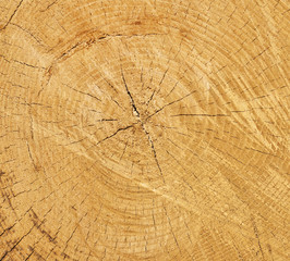 Pine tree cut texture
