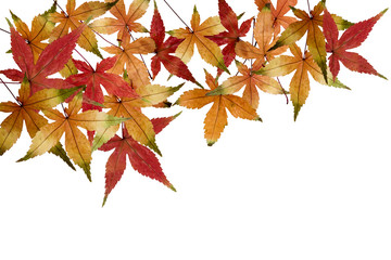 feuilles érables automne sur fond blanc 1