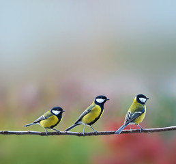 three titmouses birds