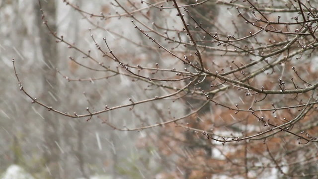 Snow Falling on Tree Branches3