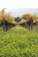 Fototapeta premium Napa Valley Vineyard