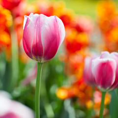 Beautiful blossoming tulip flowers in the spring sunshine