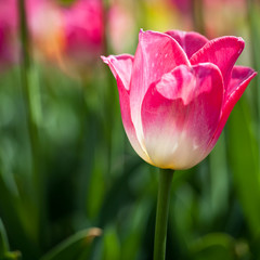 Beautiful blossoming tulip flowers in the spring sunshine