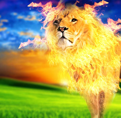 Fiery Lion