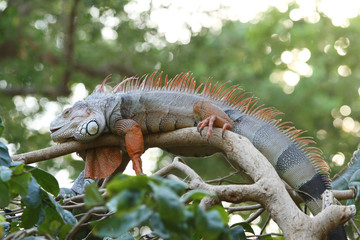 Iguana in the zoo