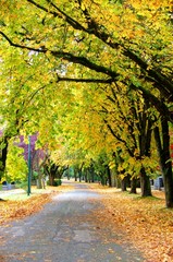 Naklejka premium autumn street