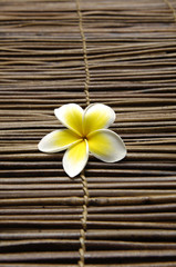 Beautiful frangipani flowers on mat