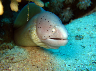 Peppered Moray Eel, Strait of Tiran, Egypt
