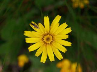 Hieracium Pilosella