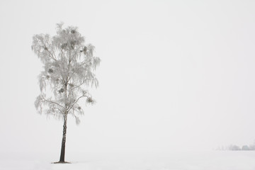 Birch (winter)