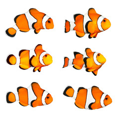 Great collection of a tropical reef fish - Clown fish.
