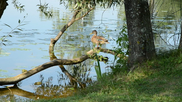 duck on the tree branch and lake coast