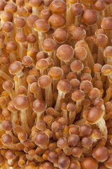Golden Enoki mushrooms full frame