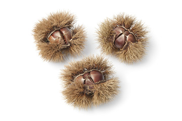 Sweet chestnuts