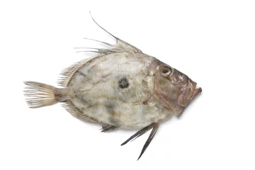 Papier peint photo autocollant rond Poisson Fresh John Dory fish