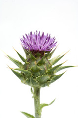 Mariendistel; Silybum marianum