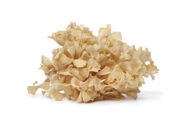 Cauliflower mushroom