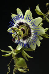 Passionsblume; Passiflora caerulea
