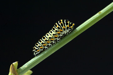 Raupe; Schwalbenschwanz; Papilio machaon