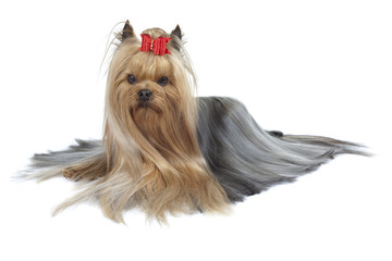 poil soyeux du yorkshire terrier