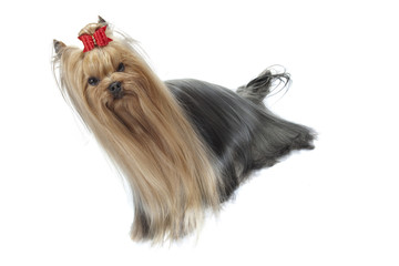 belle robe du yorkshire bien toiletté