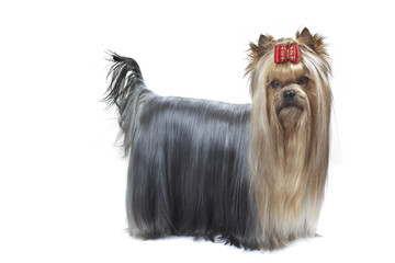 terrier du yorkshire debout de profil en studio