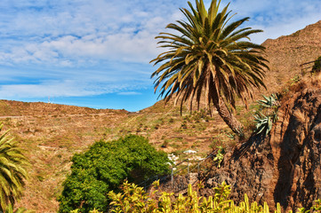 Fototapeta premium Palm tree and Cacti.